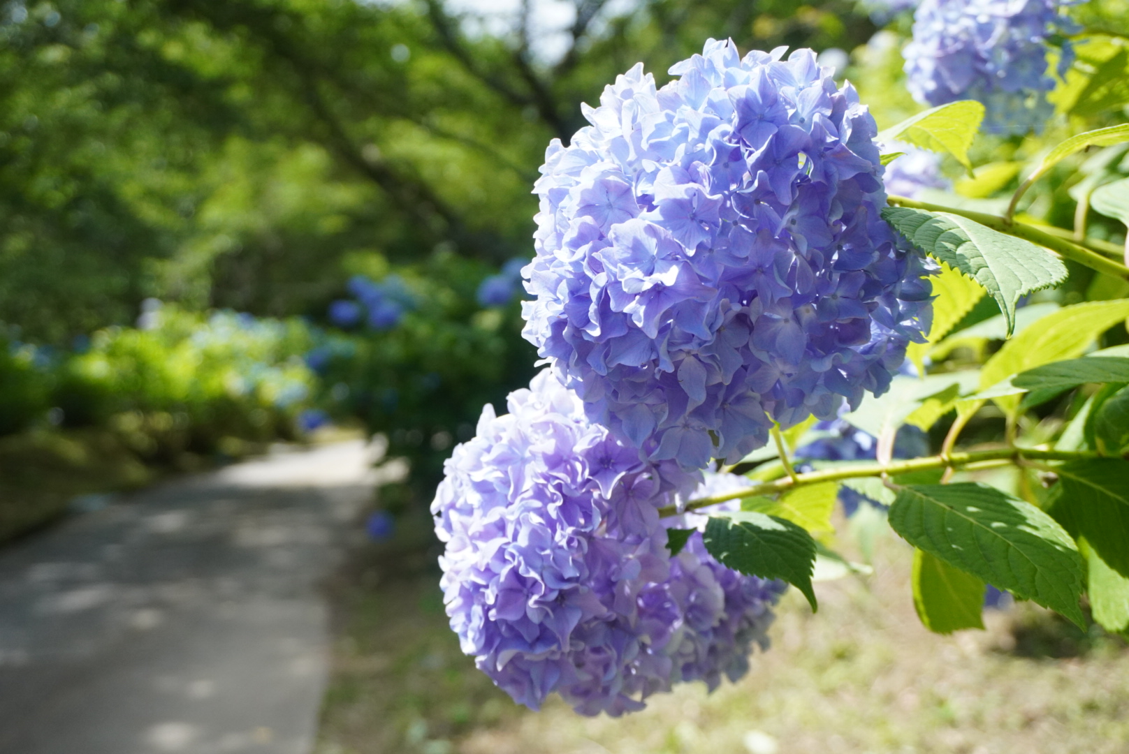 恋し野の里あじさい園