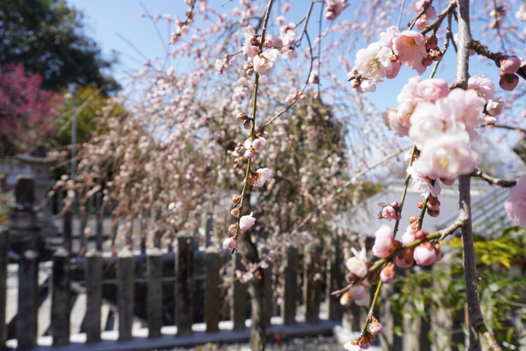 学文路天満宮の桜
